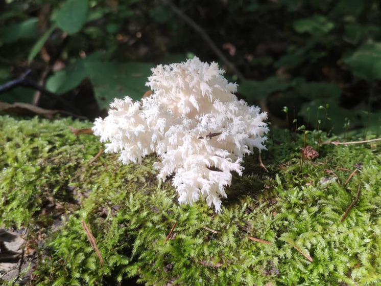 Это связано с тем, что он внесен в Красную книгу