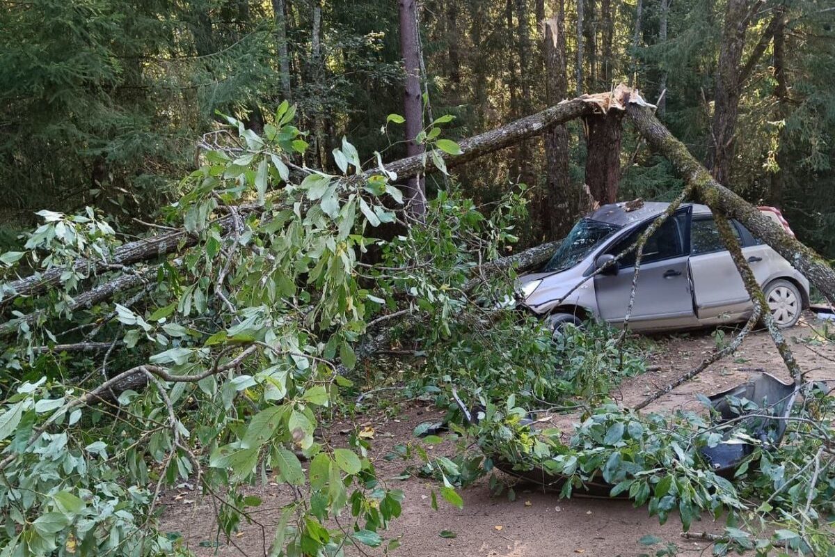 В Тверской области Nissan вылетел с грунтовой дороги в заросли деревьев - пострадала женщина