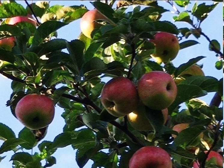 Глава Карелии просит поделиться с ним яблочными рецептами