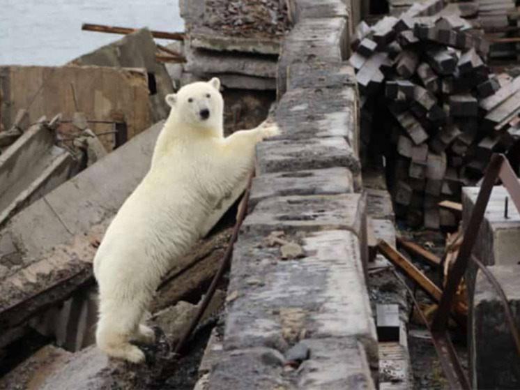 "Медвежий патруль" Певека перешел на усиленный режим работы