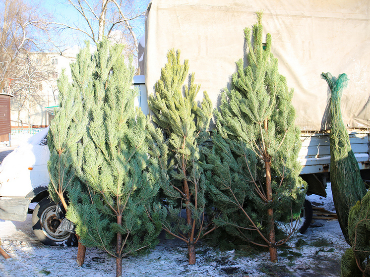 В Воронеже начали поиск торговцев новогодними елками