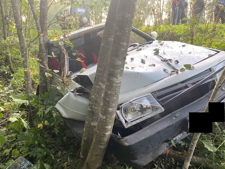 Водитель испугался лося и врезался в дерево в Тверской области