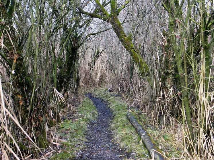 Россельхознадзор взялся за зараставший 18 лет участок в Карелии