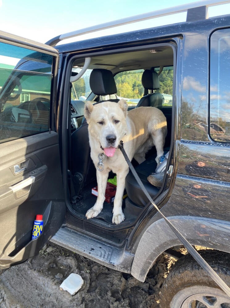 Огромного алабая, который запугал жителей Сортавалы, поймали и увезли