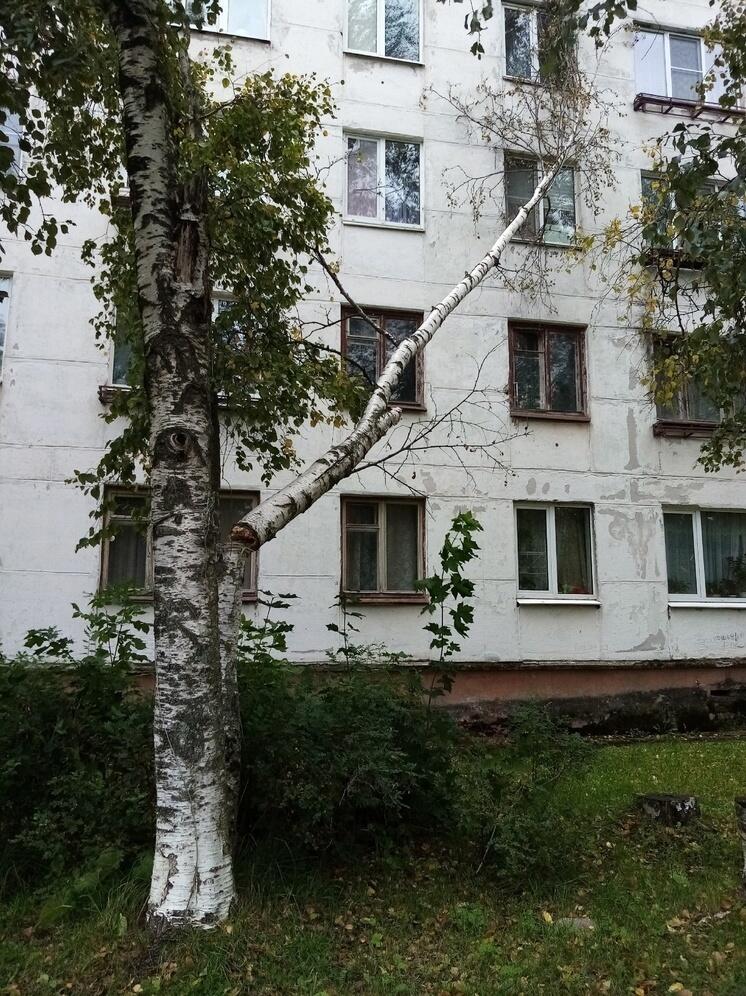 Ураганный ветер уронил березу на дом в Питкяранте