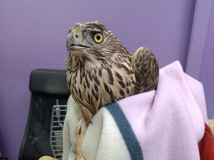 Краснокнижный ястреб попал в капкан в Подмосковье