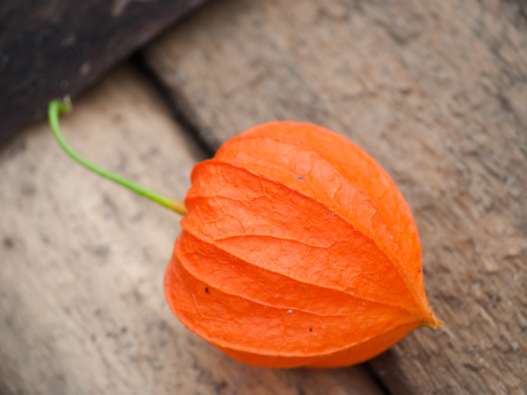 В НАО выбрали лучший гербарий