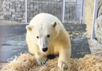 В Московском зоопарке умер белый медведь Диксон, год назад найденный с многочисленными ранами в угольной куче в Красноярском крае