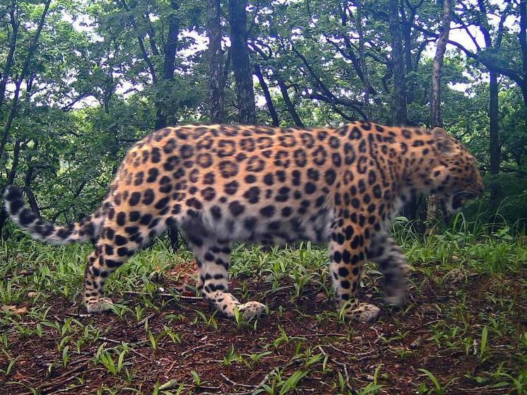 Фотоловушка «Земли леопарда» в Приморье запечатлела леопарда-толстяка