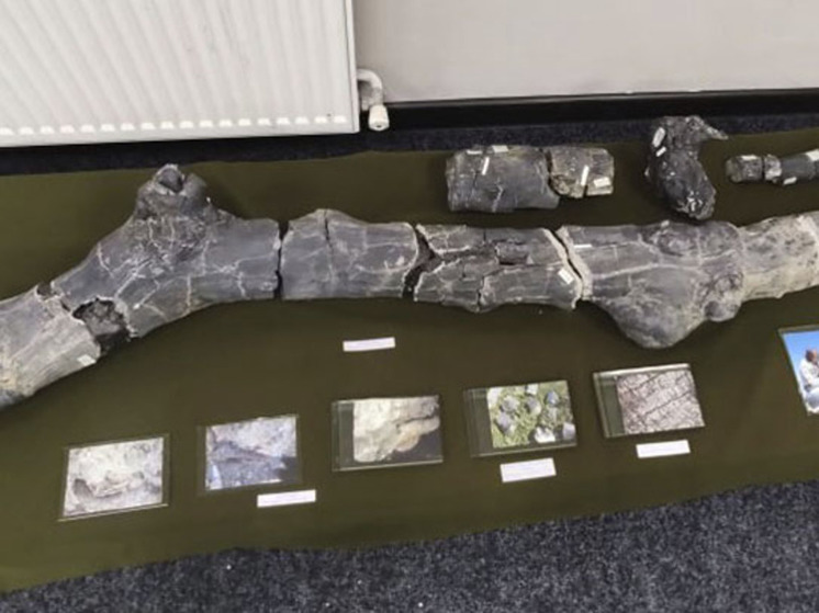 Растения времен динозавров покажут в музее Анадыря