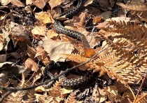 Теплая сентябрьская погода подтолкнула змей в лесах к активности