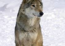 Волк, которого житель Баунтовского эвенкийского района держал в качестве питомца, напал на хозяина