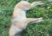 Информацию о более чем 20 мертвых собаках, найденных в различных частях Канска — города востоке Красноярского края с население около 100 тыс