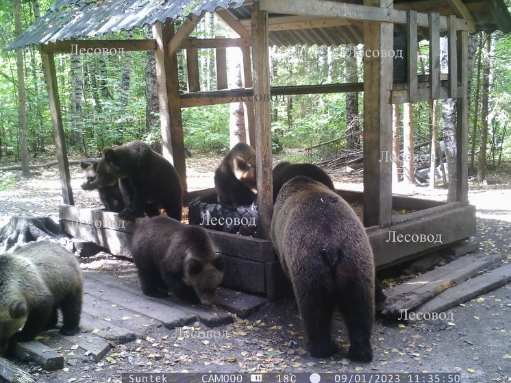В лесах Марий Эл насчитали 991 медведя
