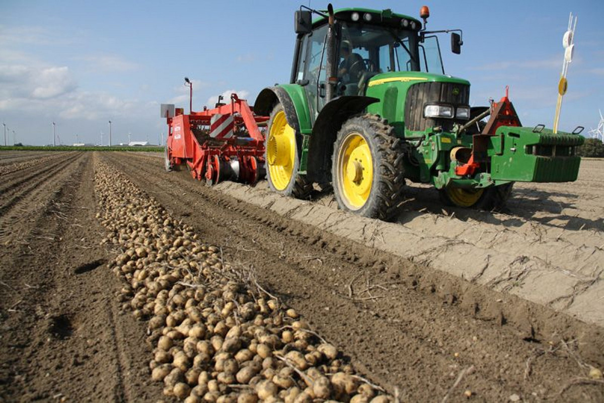Технология уборки урожая. Уборка картофеля. Уборка урожая картофеля. Возделывание картофеля. Трактор на картофельном поле.