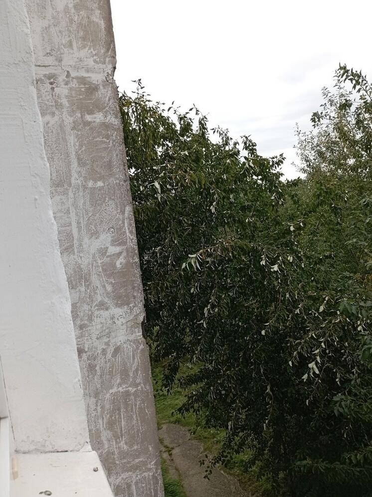 Дерево заглянуло в гости к жителям Кеми, разбив окно