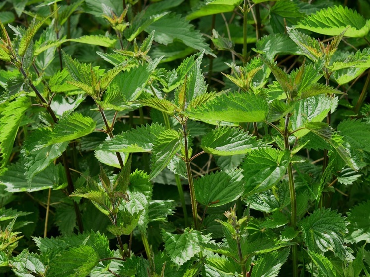 Россельхознадзор нашел пять заросших крапивой участков в Карелии