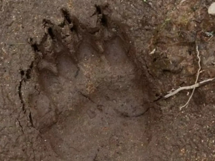6-ой случай трихинеллёза у медведей выявили в Балезинском районе