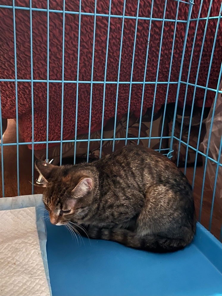 В Твери волонтеры позаботились о бездомной кошке и ее котятах