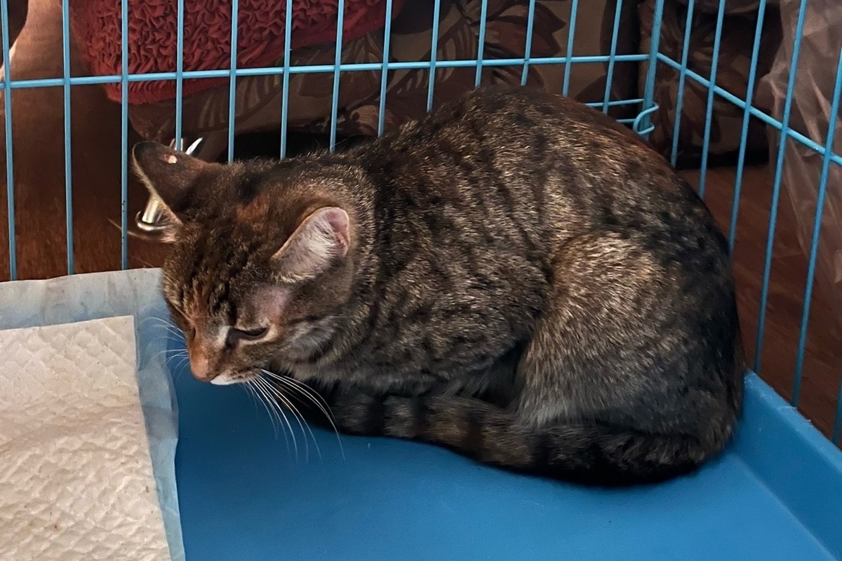 В Твери волонтеры позаботились о бездомной кошке и ее котятах