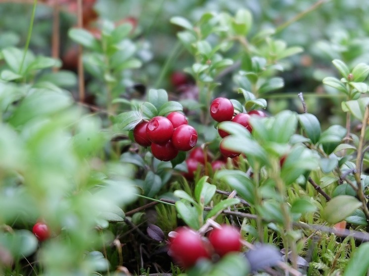 Брусника созрела в лесах Подмосковья
