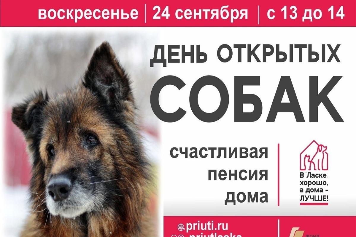 Барнаульцев приглашают на День открытых собак-долгожителей