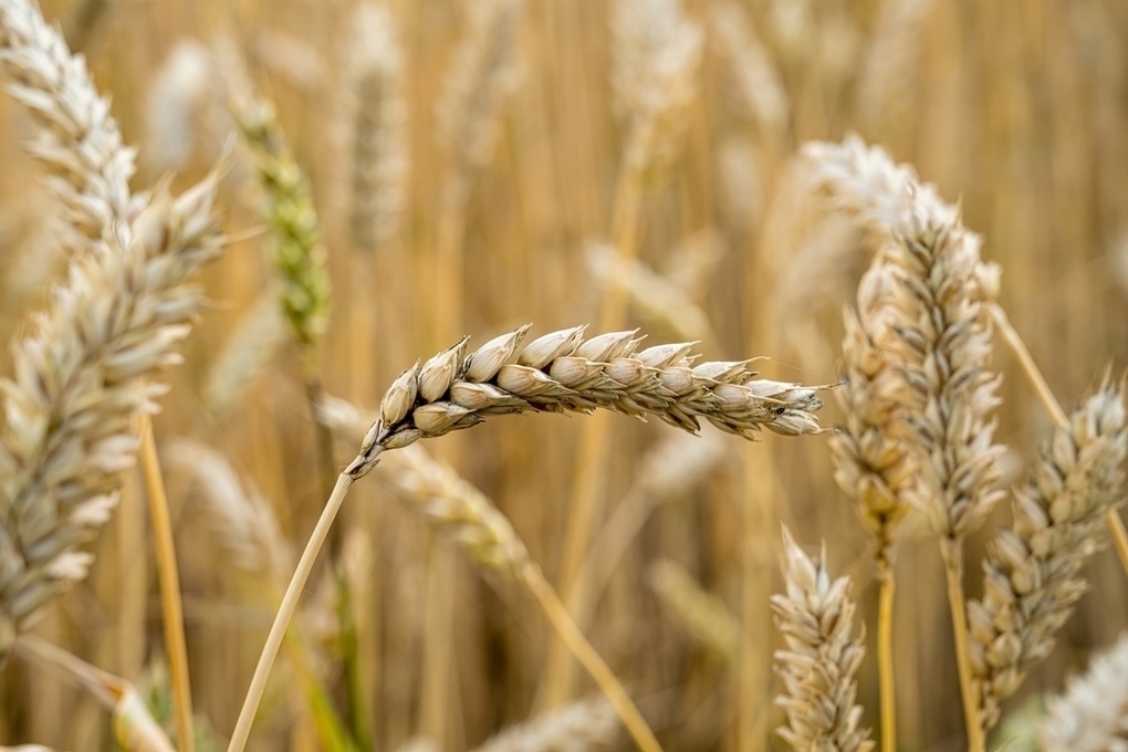 Тамбовская пшеница нового урожая прошла проверку на качество и безопасность