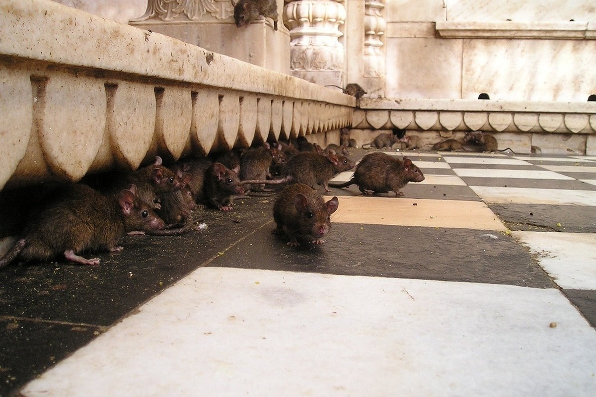 Причиной ЧП с электричеством в Туле стали крысы