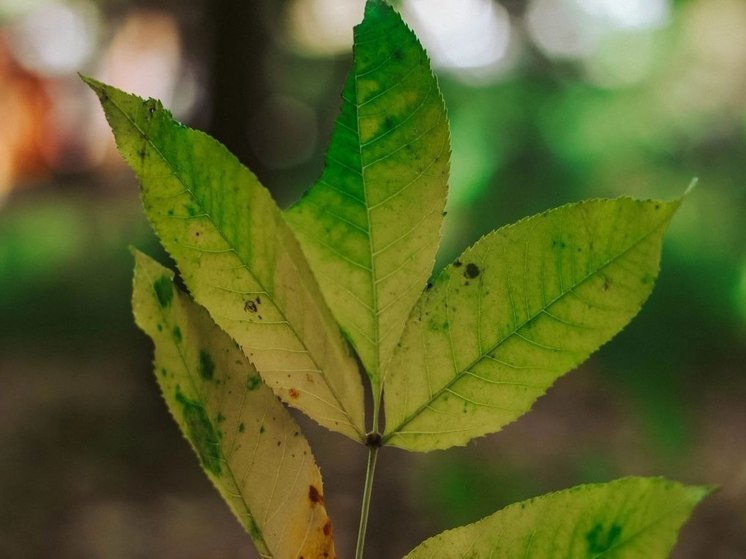 Озвучен прогноз погоды в Хабаровске на 22 сентября