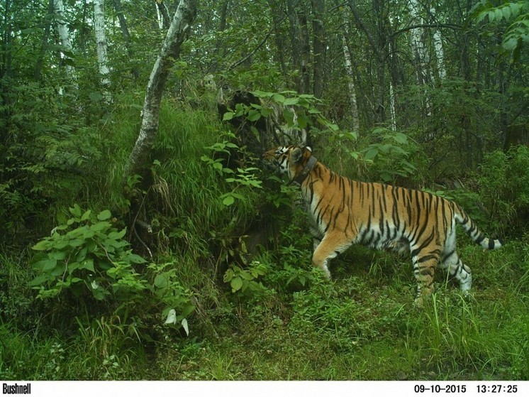В ЕАО отметят День амурского тигра (0+)