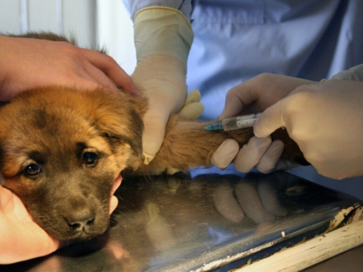 Выездную вакцинацию от бешенства проведут ветеринары в Анадыре