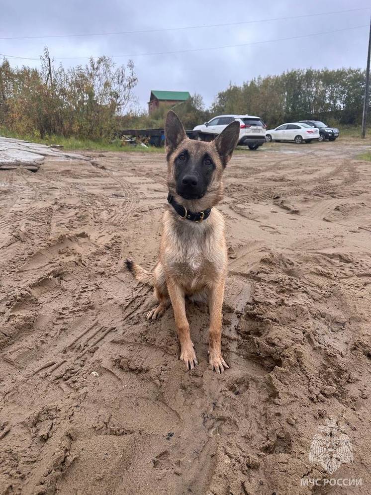 В НАО приехала калининградская Афина