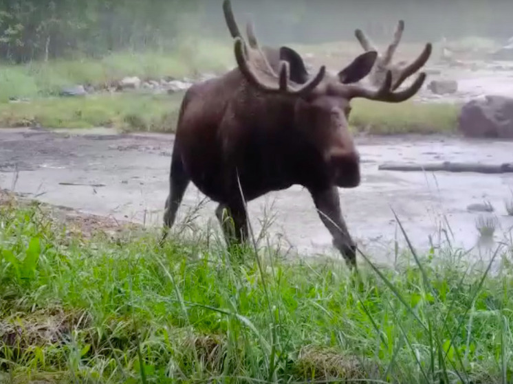 Лось с великолепными рогами прихорашивается на острове на границе с Карелией