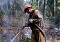 В лесах Московской области 20 сентября произошло 5 лесных пожаров