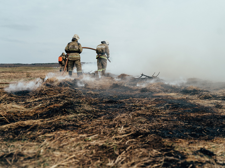 Сотрудники МЧС ликвидировали пожар в лесополосе в Тверской области