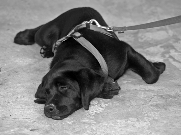 Приют для бездомных животных в Петрозаводске просит помочь с поводками