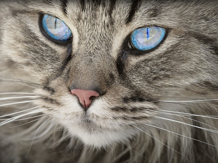 Ветеринары Карелии объяснили, зачем кошкам нужны усы - МК Карелия