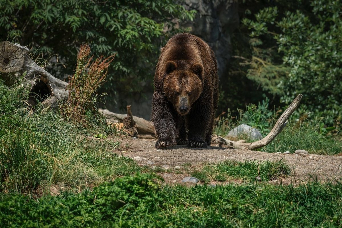 МегаФон защитит жителей Крайнего Севера от встреч с бурыми медведями