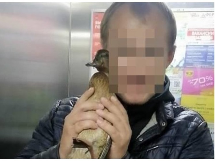 В Новосибирске раскрыта личность напавшего на женщину с грудным ребенком неадеквата