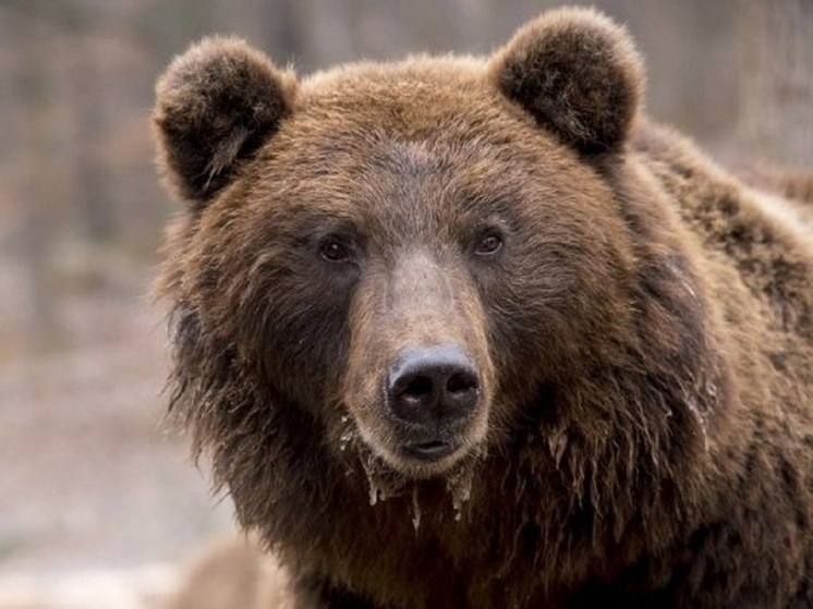 Жителей Крайнего Севера защитят от встреч с бурыми медведями возле домов