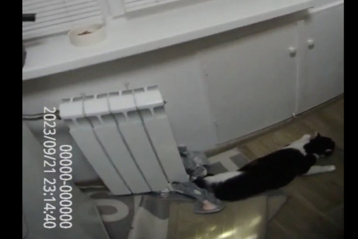 Кот крошик застрял в обувнице. Кот на батарее. коты на батарее. кот застрял.