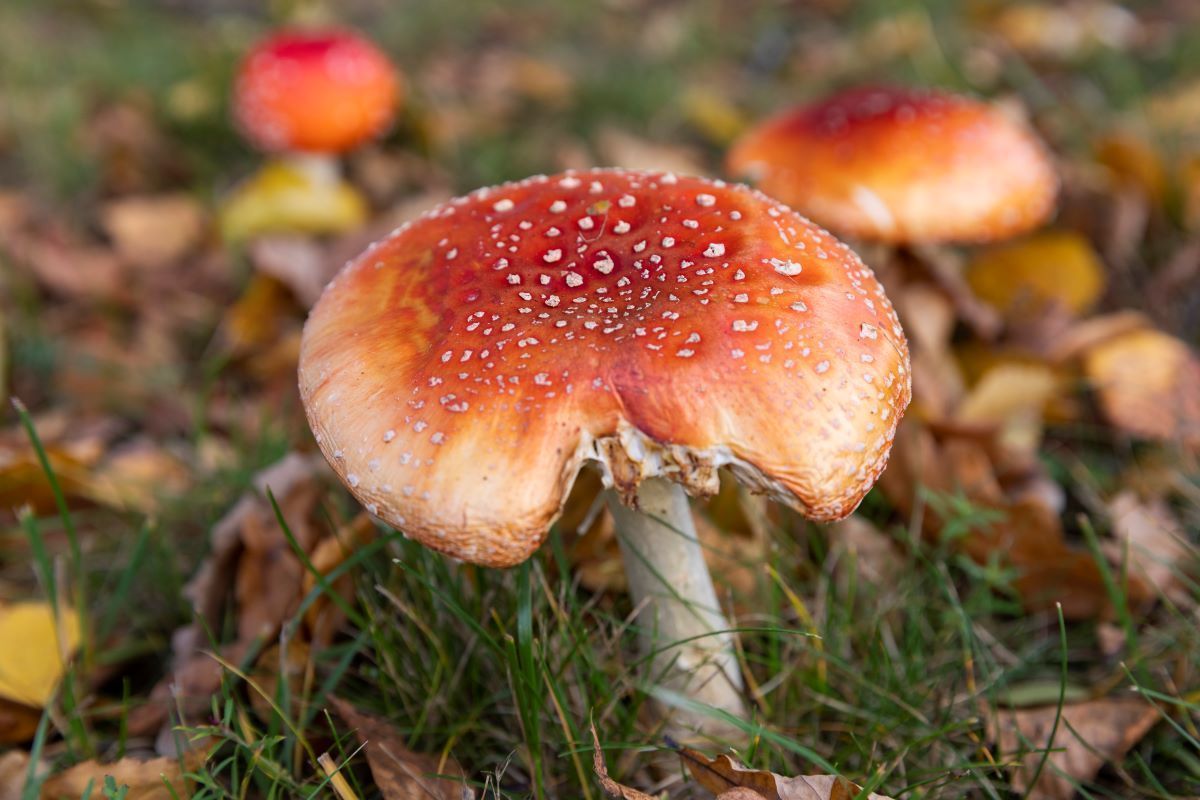 Mycologist Vishnevsky named mushrooms dangerous for dogs and cats