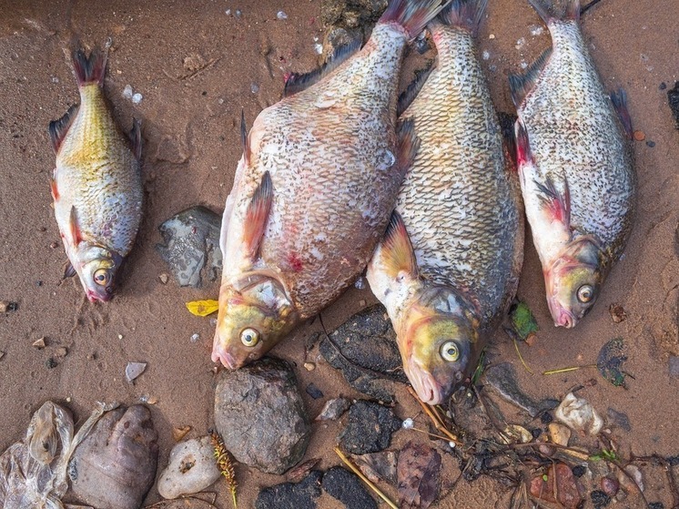 За незаконную ловлю рыбы жителя Башкирии приговорили к обязательным работам