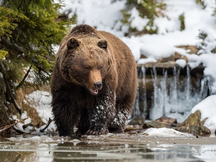 От неожиданных встреч с бурыми медведями жителей Крайнего Севера защитит МегаФон