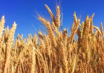 Отказ Египта от закупки пшеницы в РФ и поиск альтернативных поставщиков связали с высокими экспортными пошлинами, которые привели к увеличению цен