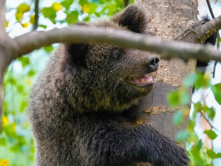 Коллеги Центра спасения медвежат-сирот в Тверской области выпустили двух медвежат в дикую природу