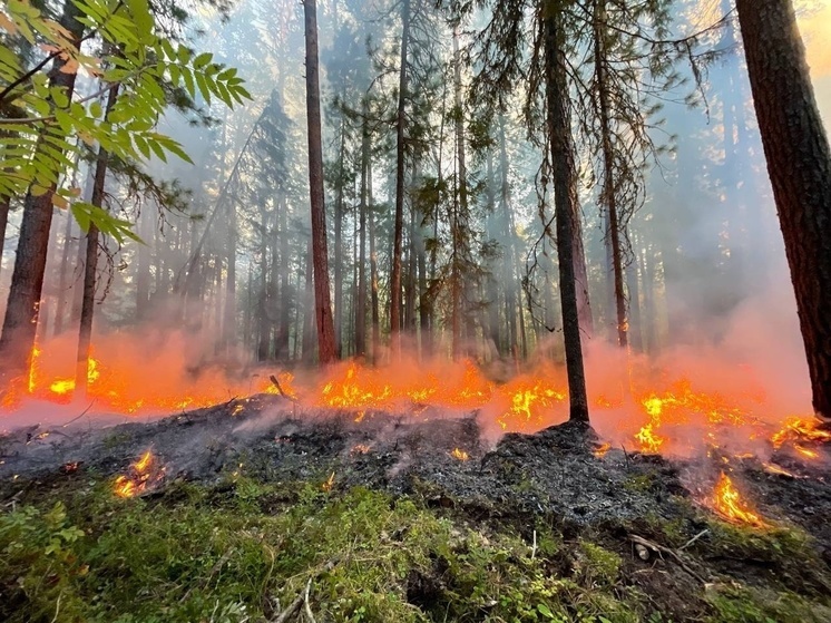 В Томской области могут открыть лесопожарный центр