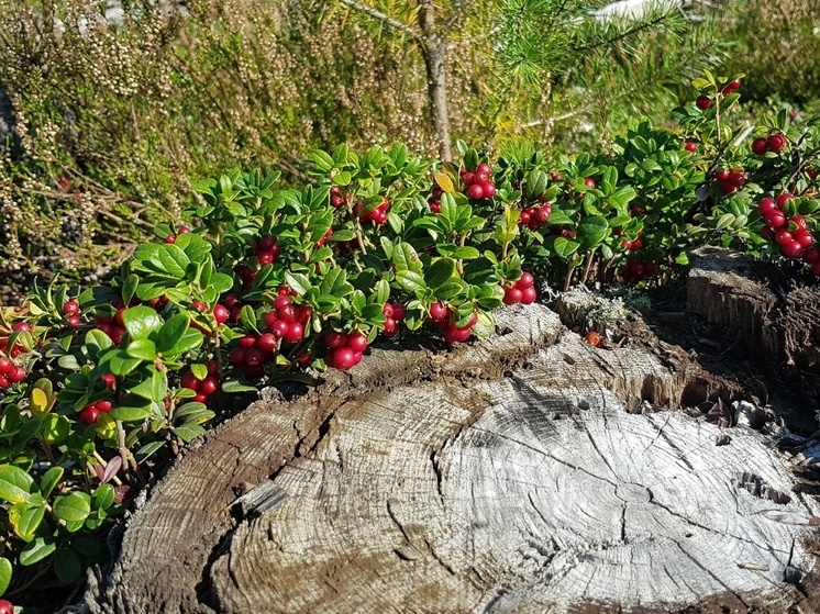 Синоптики рассказали, какая погода ждет жителей Карелии на выходных