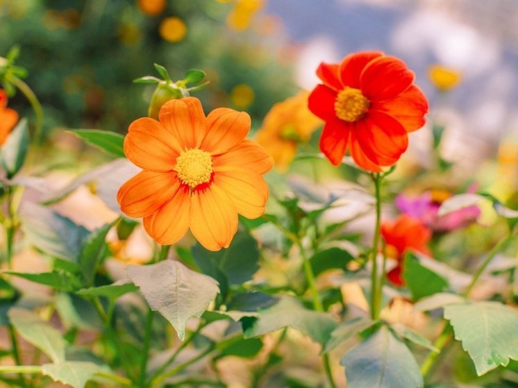 Озвучен прогноз погоды на 23 сентября в Хабаровске