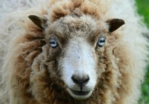 В окрестностях села Дъектиек Республики Алтай около 40 овец погибли после удара молнии
